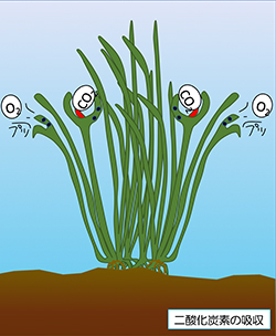 藻場の役割3