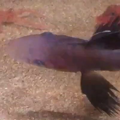 深海魚アイコン