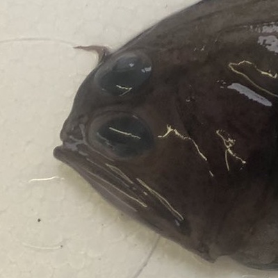 深海魚アイコン
