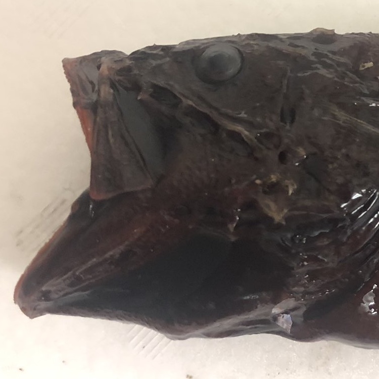 深海魚アイコン