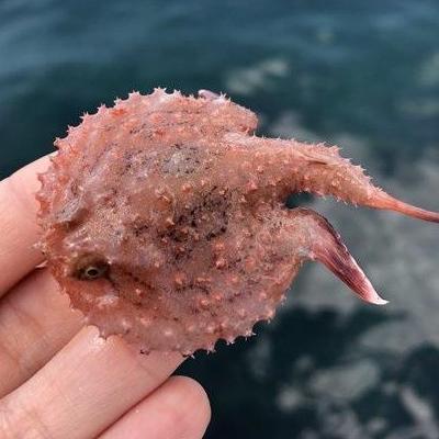 深海魚アイコン