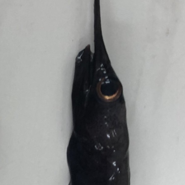 深海魚アイコン