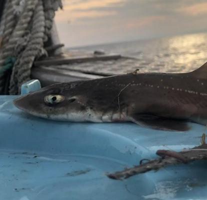 ホシザメ 美しく豊かな静岡の海を未来につなぐ会