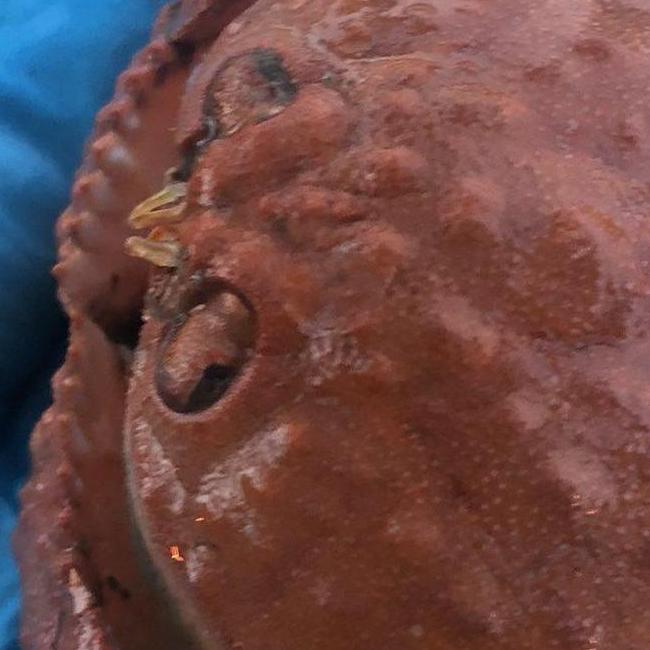 深海魚アイコン
